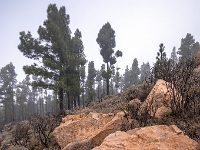 W drodze na Pico de Las Nieves